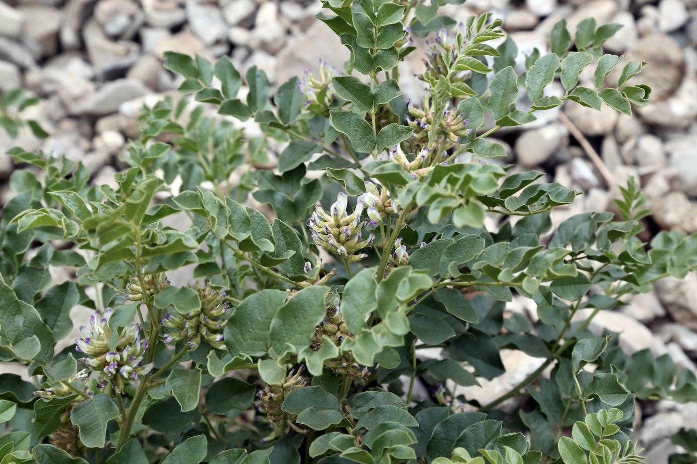 Image of Glycyrrhiza uralensis specimen.