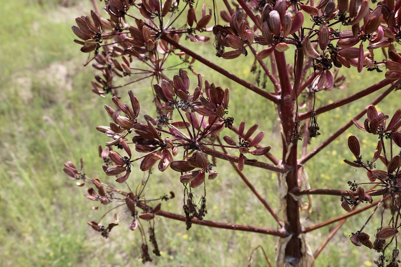Изображение особи Ferula kuhistanica.