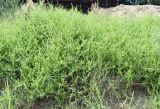 Karelinia caspia. Цветущие растения. Узбекистан, Республика Каракалпакстан, Амударьинский р-н, окр. автомобильно-железнодорожного моста через р. Амударья, левый берег реки, глинисто-песчаная почва. 16.08.2026.