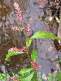Persicaria lapathifolia. Соцветие. Московская обл., Серпуховской р-н, Приокско-Террасный биосферный заповедник, р.Тадинка. 07.10.2009.