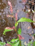 Persicaria lapathifolia