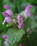 Lamium purpureum