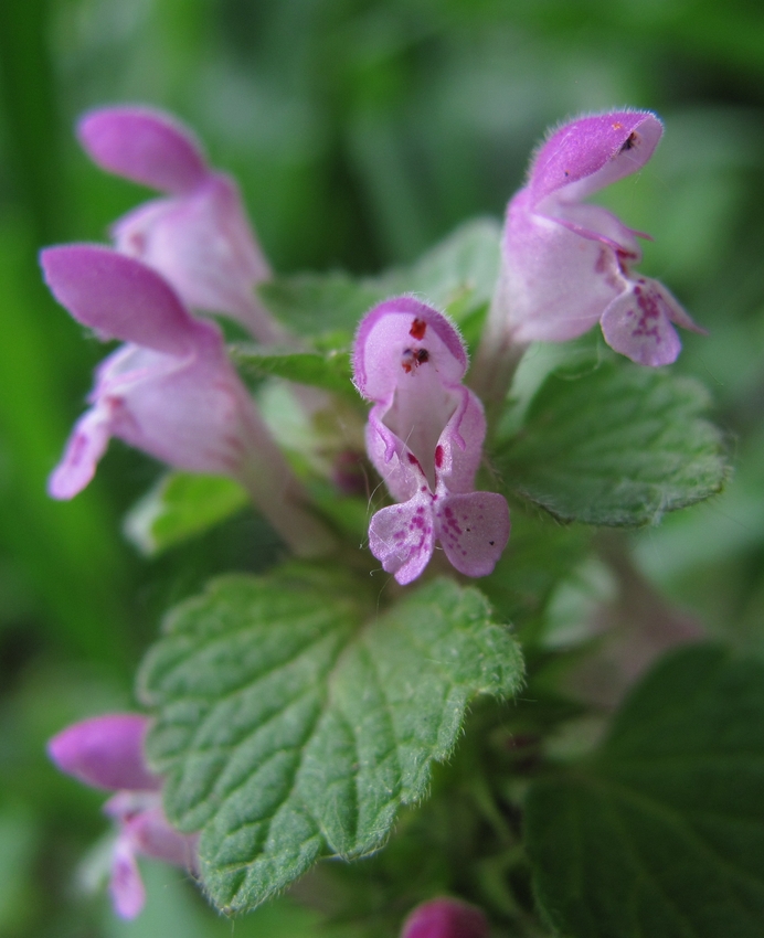 Изображение особи Lamium purpureum.