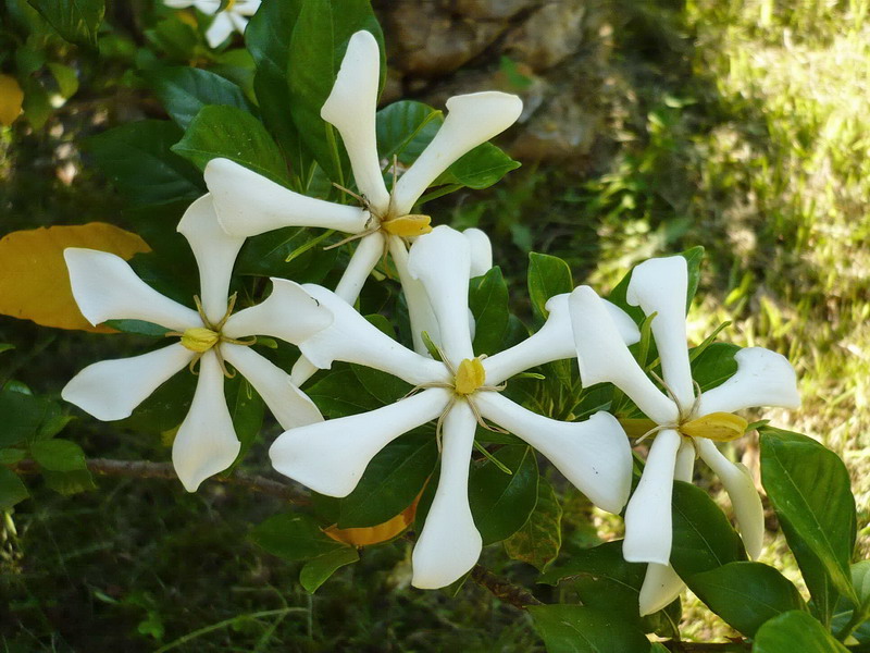 Image of Gardenia jasminoides specimen.