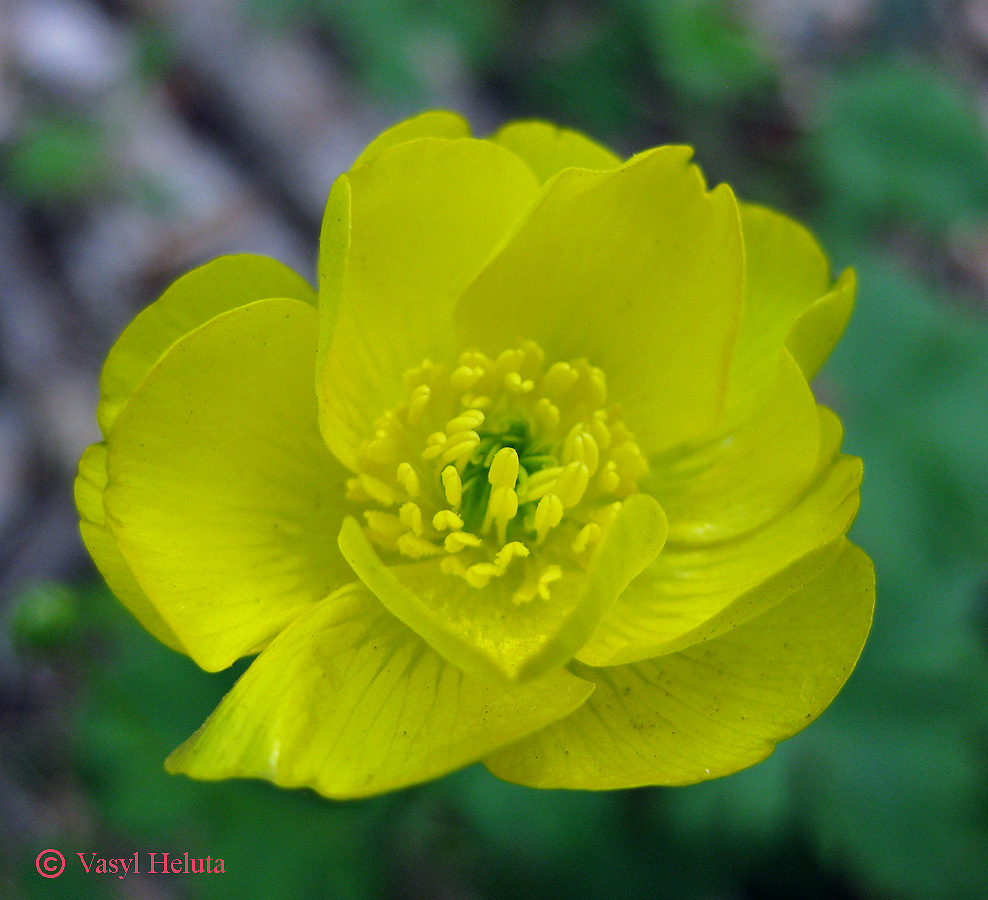 Изображение особи Ranunculus neapolitanus.