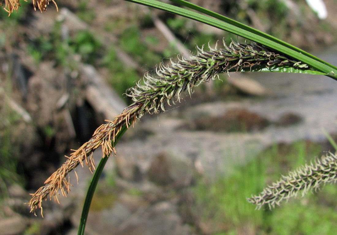 Изображение особи Carex acuta.