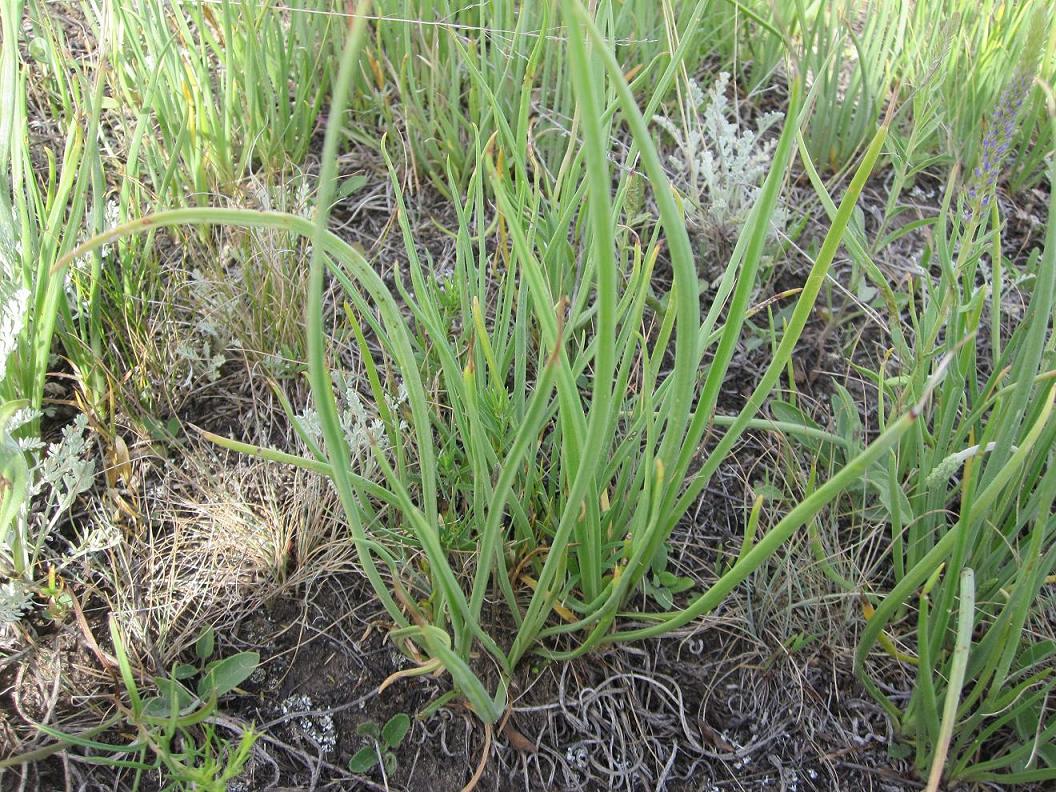 Изображение особи Plantago salsa.