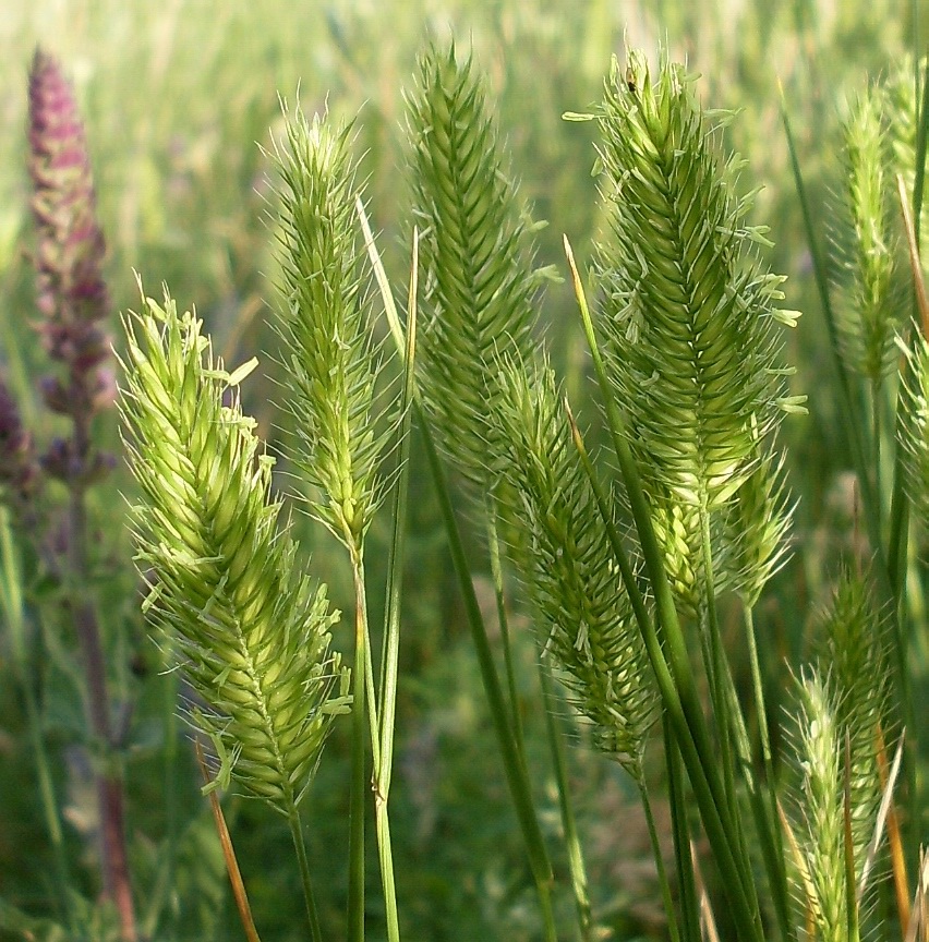 Image of Agropyron pectinatum specimen.