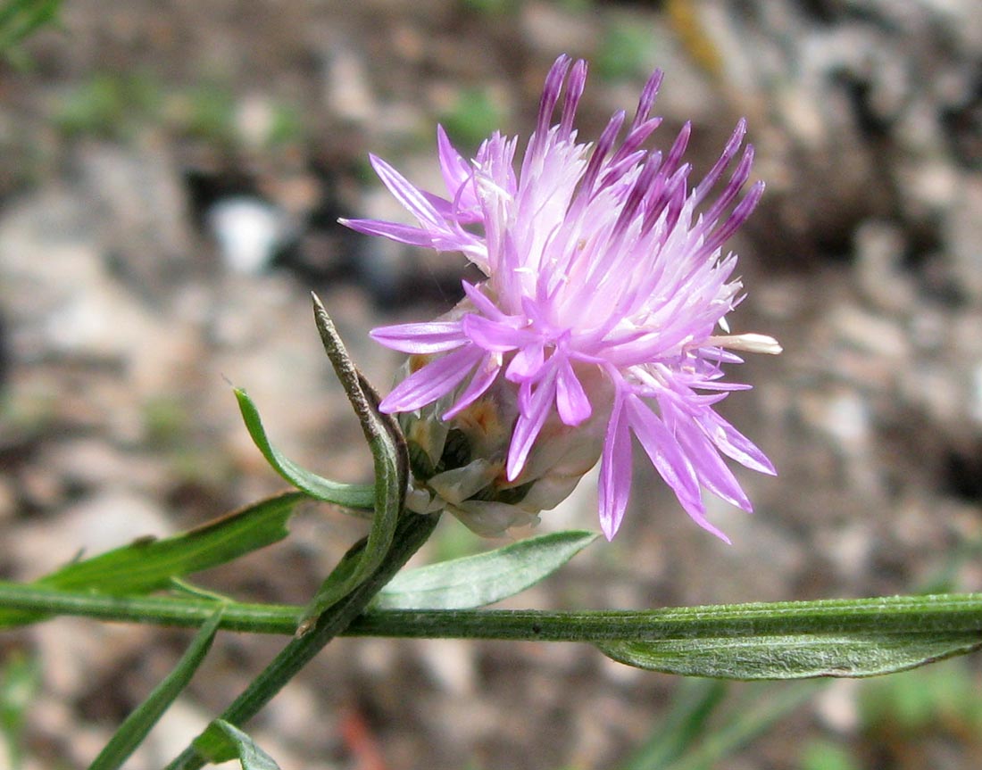 Image of Centaurea sarandinakiae specimen.