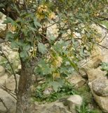 Acer turcomanicum