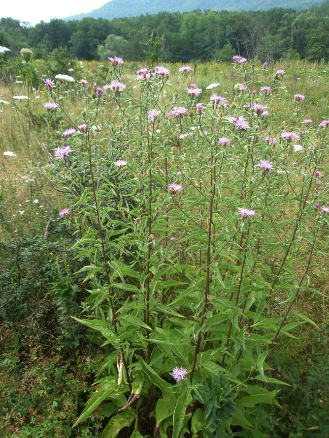 Image of Centaurea salicifolia specimen.