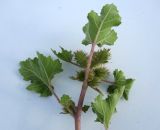 Xanthium strumarium