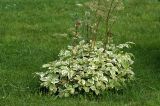 Aegopodium podagraria. Цветущее растение (форма 'Variegata'). Московская обл., Раменский р-н, окр. дер. Хрипань, дачный участок. 12.07.2008.