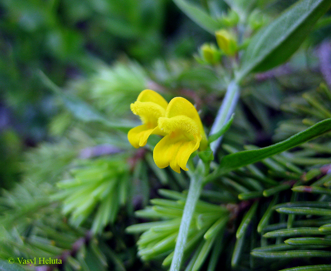 Image of Melampyrum herbichii specimen.