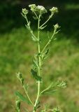 Cardaria pubescens. Верхушка цветущего растения. Казахстан, Южно-Казахстанская обл., г. Туркестан, газон. 30.04.2011.