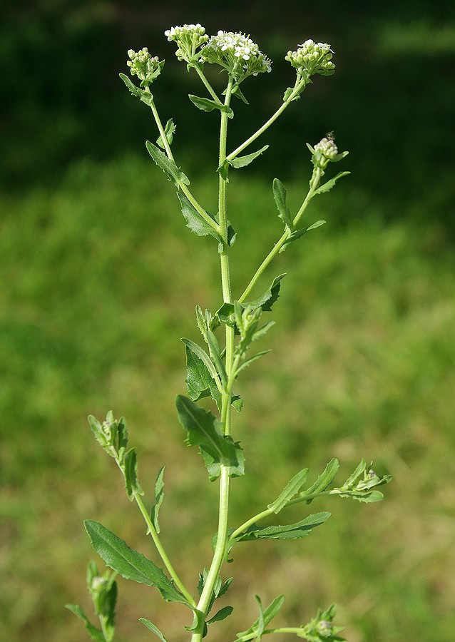 Изображение особи Cardaria pubescens.