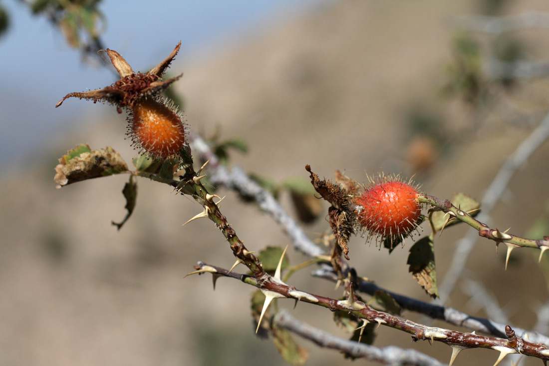 Image of Rosa fedtschenkoana specimen.