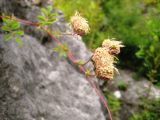 Sanguisorba magnifica. Соплодия. Приморский край, Партизанский район, окр. села Кузнецово, известняковые скалы. 17.09.2011.