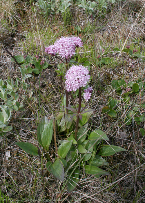 Image of Valeriana capitata specimen.