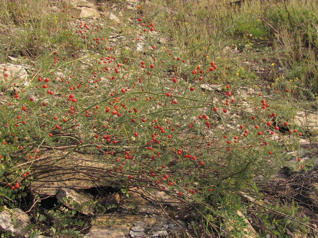 Изображение особи Asparagus litoralis.