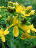 Hypericum maculatum