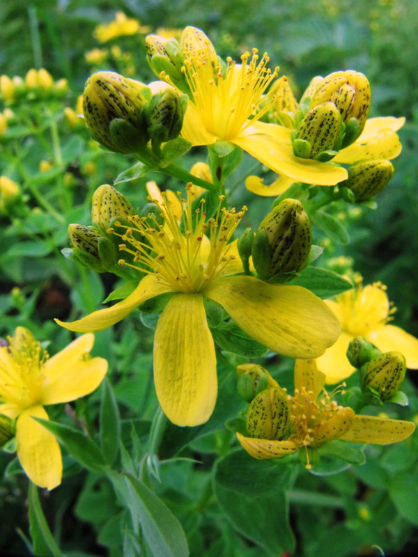Image of Hypericum maculatum specimen.