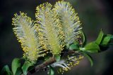 Salix myrsinifolia. Верхушка побега с мужскими соцветиями. Московская обл., Раменский р-н, окр. дер. Хрипань, опушка леса. 19.05.2011.