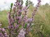 Calluna vulgaris. Цветущие побеги. Курская обл., Железногорский р-н, д. Старый Бузец, ур. \"Бузский лес\". 10 сентября 2008 г.