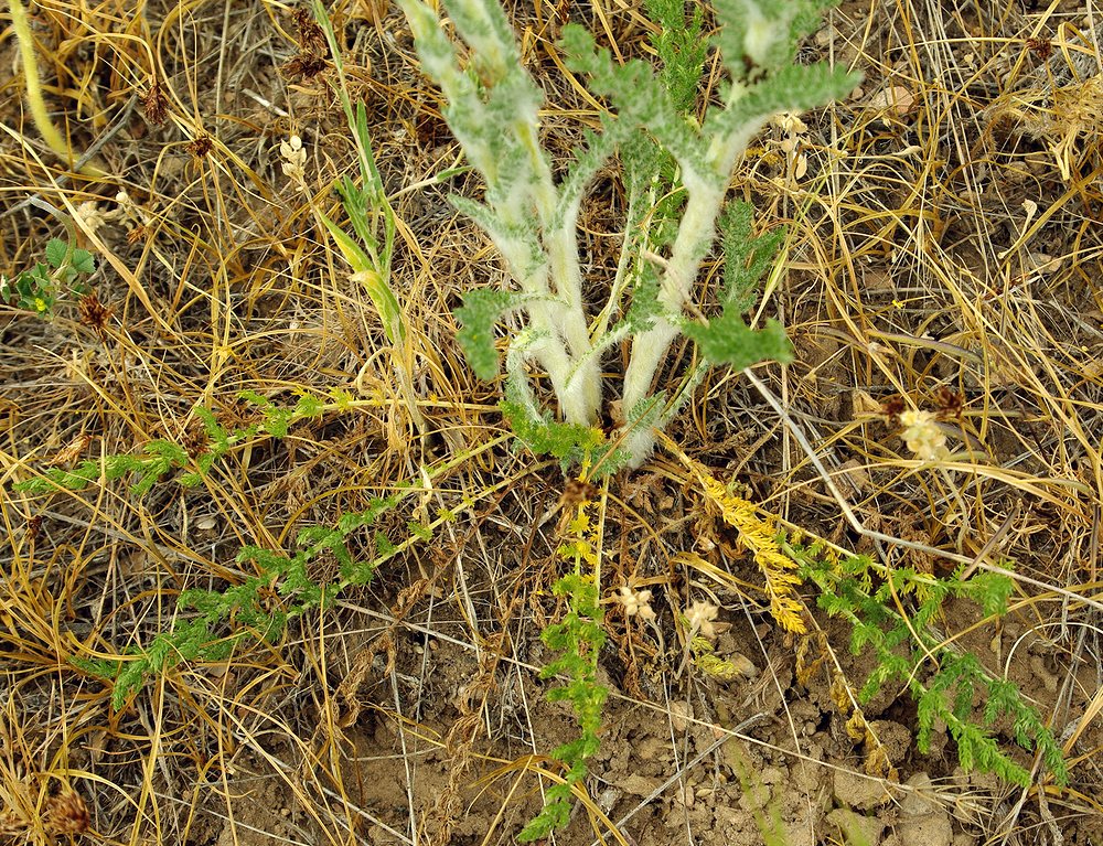 Image of Pseudohandelia umbellifera specimen.