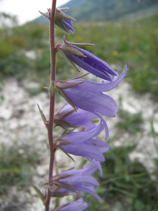 Image of Campanula sarmatica specimen.