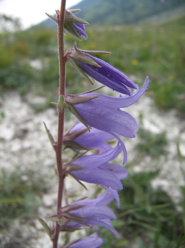 Image of Campanula sarmatica specimen.