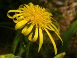 Scorzonera humilis