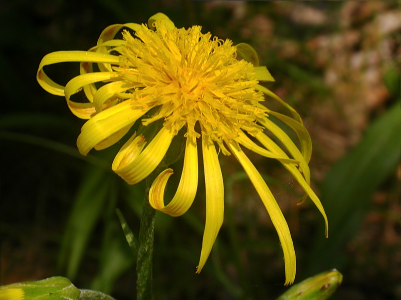 Изображение особи Scorzonera humilis.