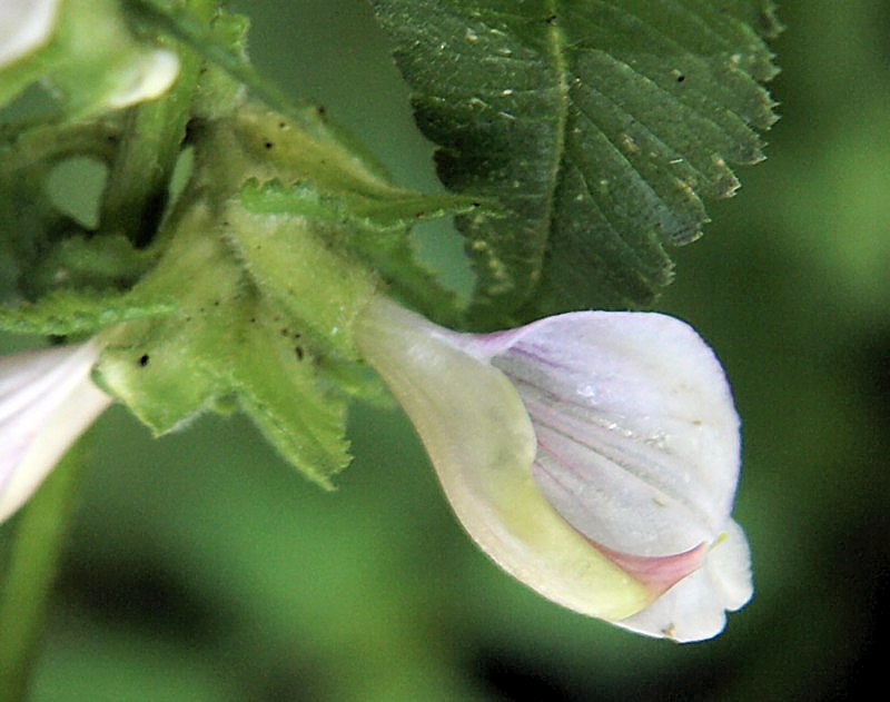 Image of Pedicularis resupinata specimen.