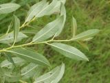 Salix triandra