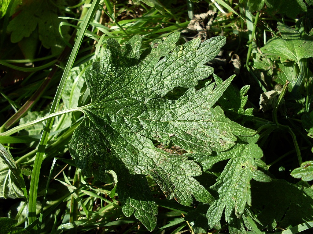 Изображение особи Leonurus glaucescens.