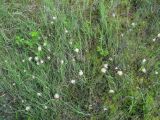 Eriophorum russeolum. Участок болота с плодоносящими растениями. Окр. Архангельска, болото. 16.06.2011.