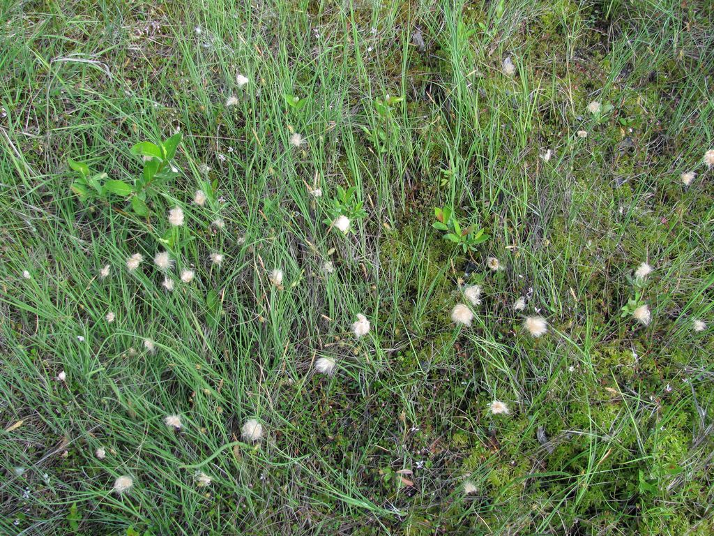 Изображение особи Eriophorum russeolum.