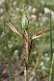 Image of taxon representative. Author is Антон Попович
