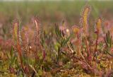 Drosera anglica. Растения на моховом болоте. Северный Сахалин, Ногликский р-н, зал. Чайво, Северная коса. 23.07.2011.