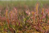 Drosera anglica