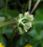 Valeriana dioica