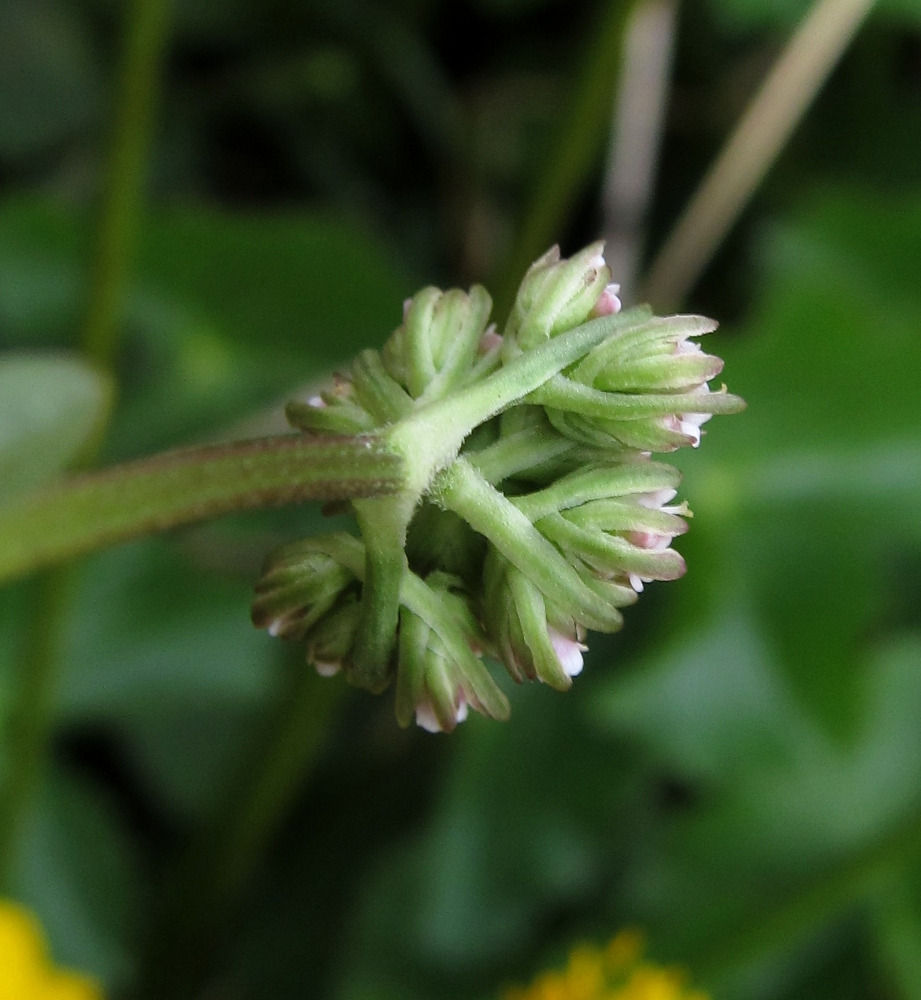 Изображение особи Valeriana dioica.