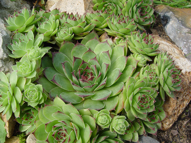 Изображение особи Sempervivum tectorum.