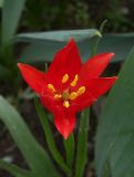 Tulipa sprengeri