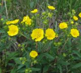 Potentilla recta