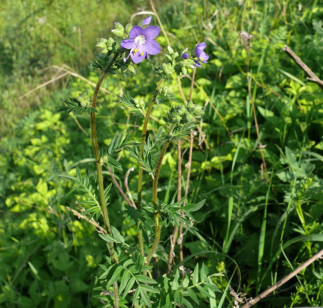Image of Polemonium caeruleum specimen.