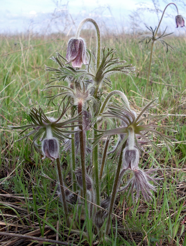 Image of Pulsatilla pratensis specimen.