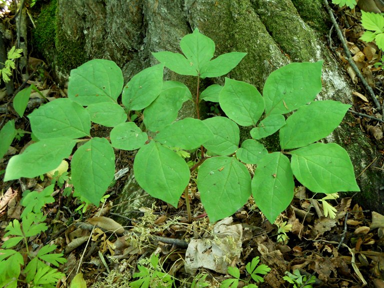 Image of Paeonia oreogeton specimen.