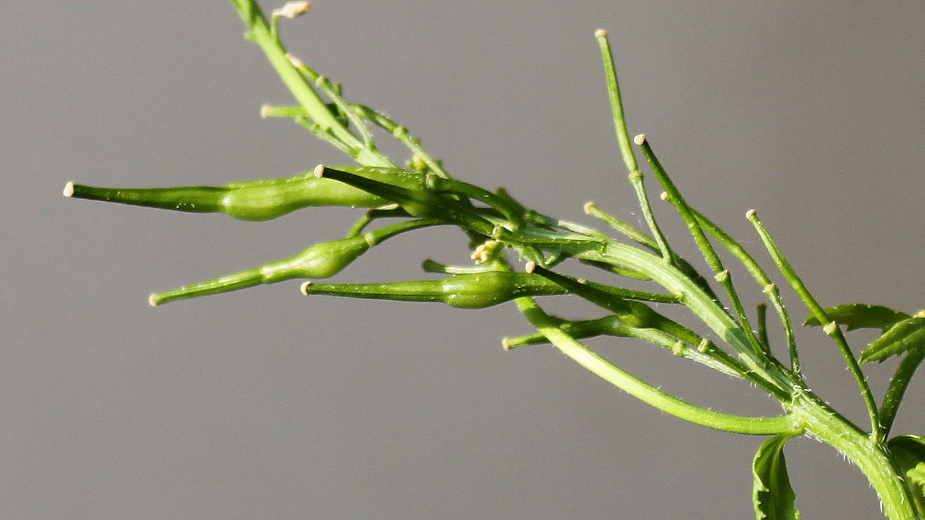 Image of Sinapis arvensis specimen.